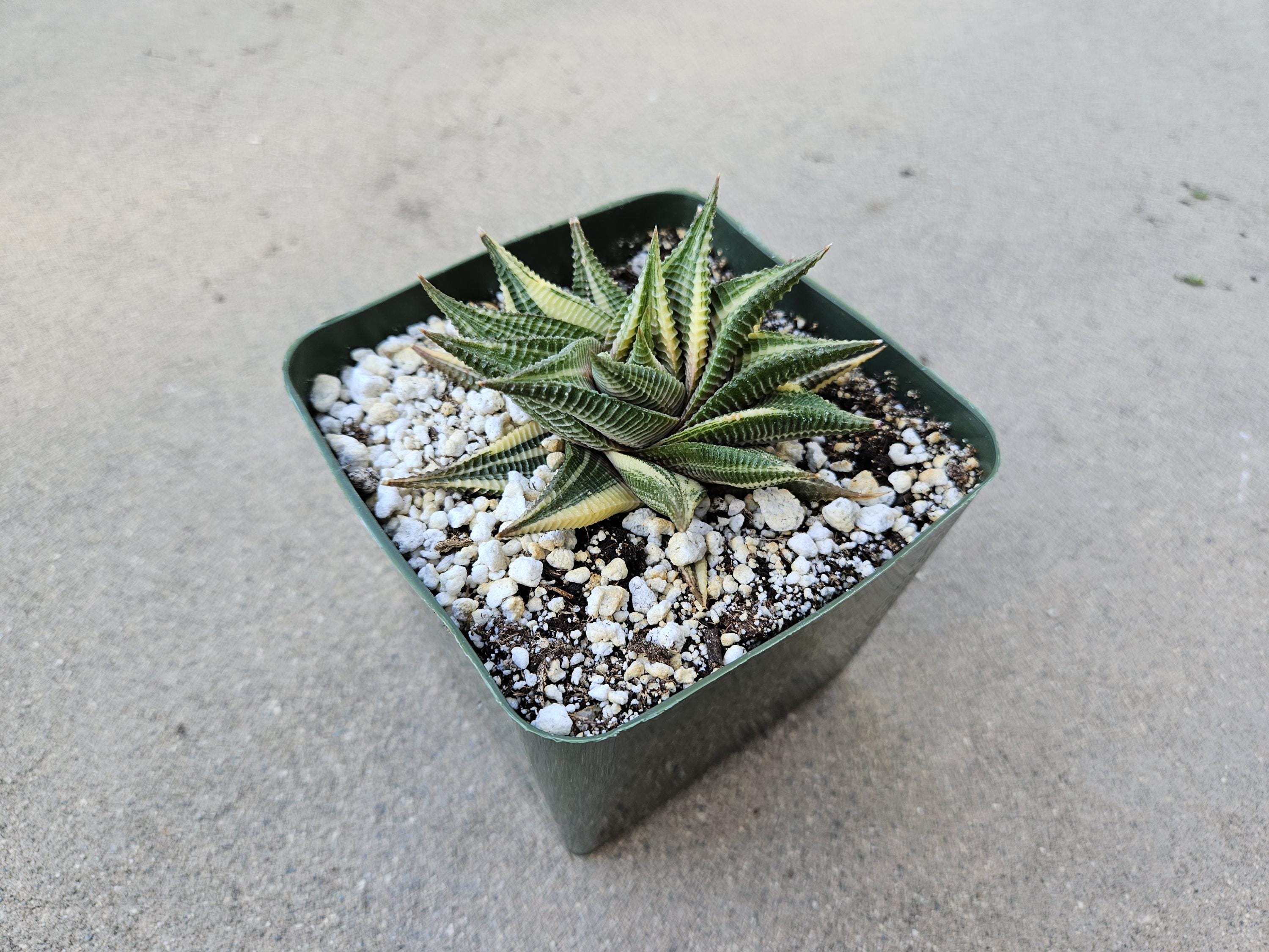 Haworthia Limifolia Variegated Hybrid - Rare - 4"