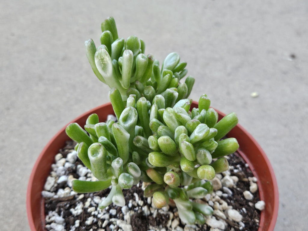 6" Variegated Gollum Jade Plant - RARE Crassula Ovata