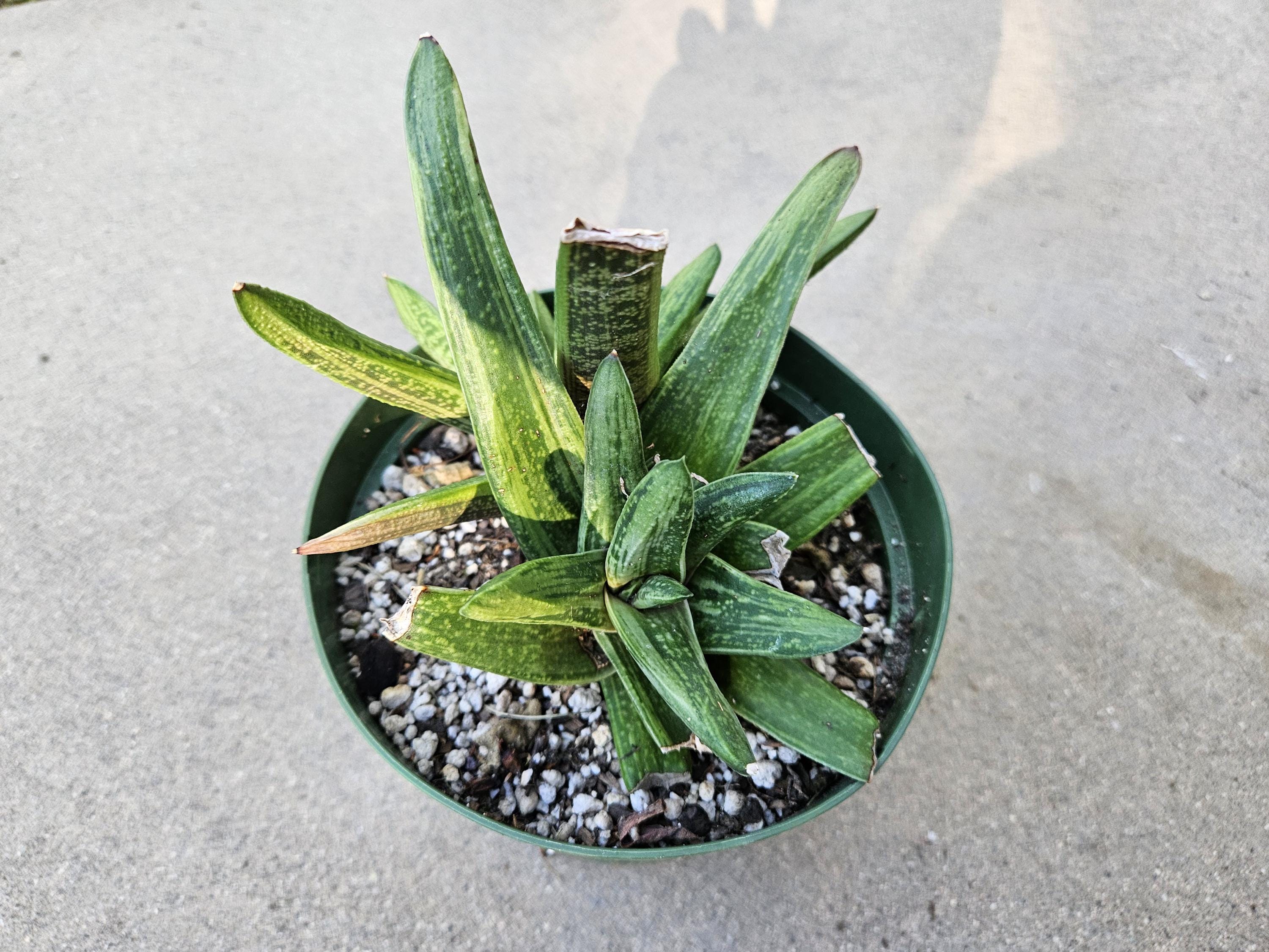 6" Gasteria 'Little Warty' - Low Light
