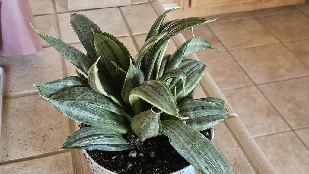 Silver Hahnii Snake Plant - Bird's Nest Sansevieria Bare Root