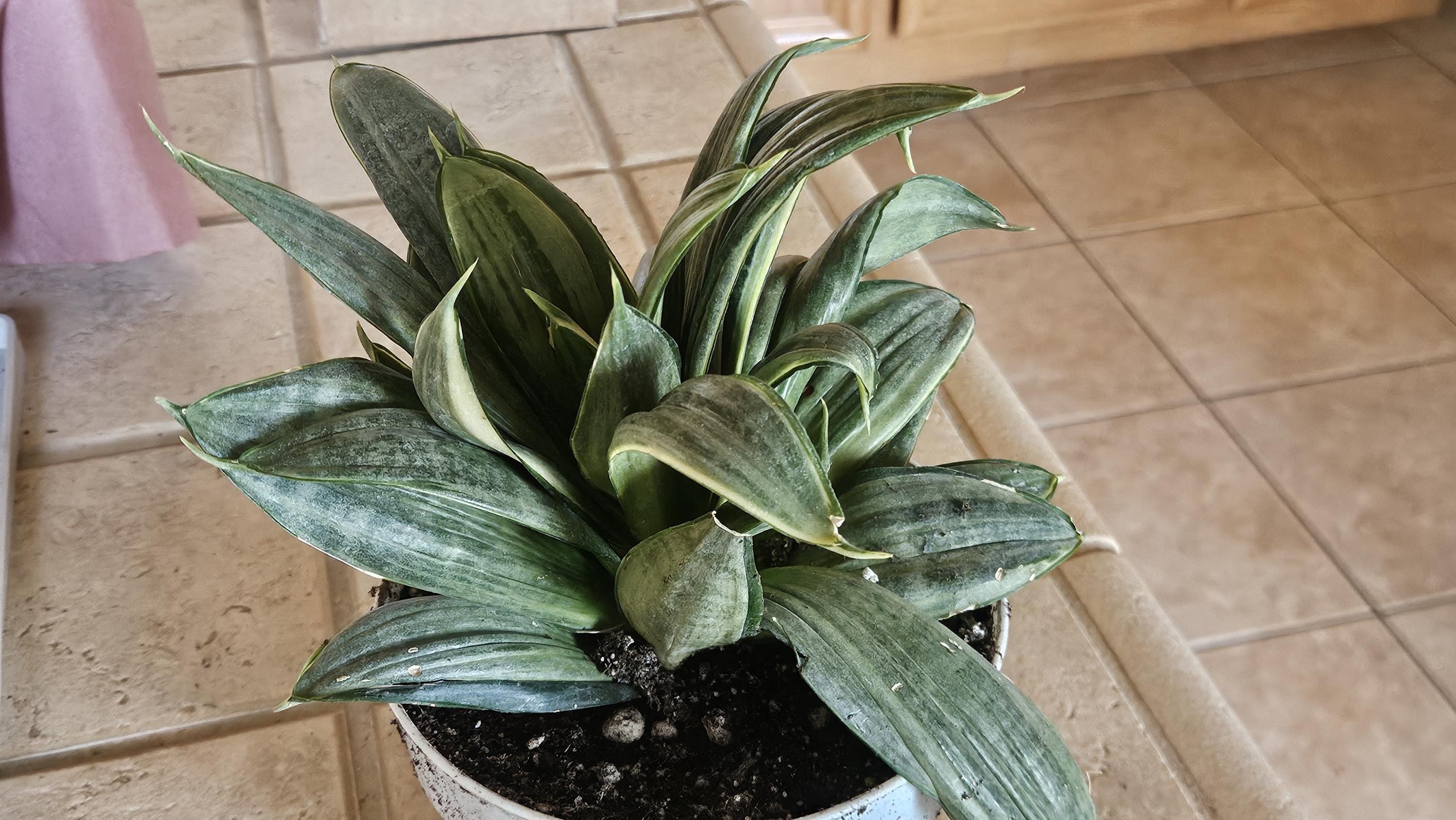 Silver Hahnii Snake Plant - Bird's Nest Sansevieria Bare Root