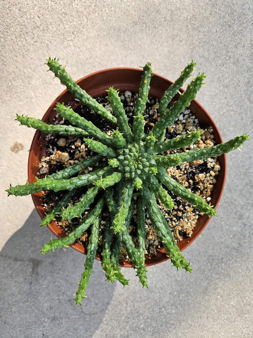 6" Medusa's Head Euphorbia