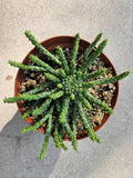 6" Medusa's Head Euphorbia