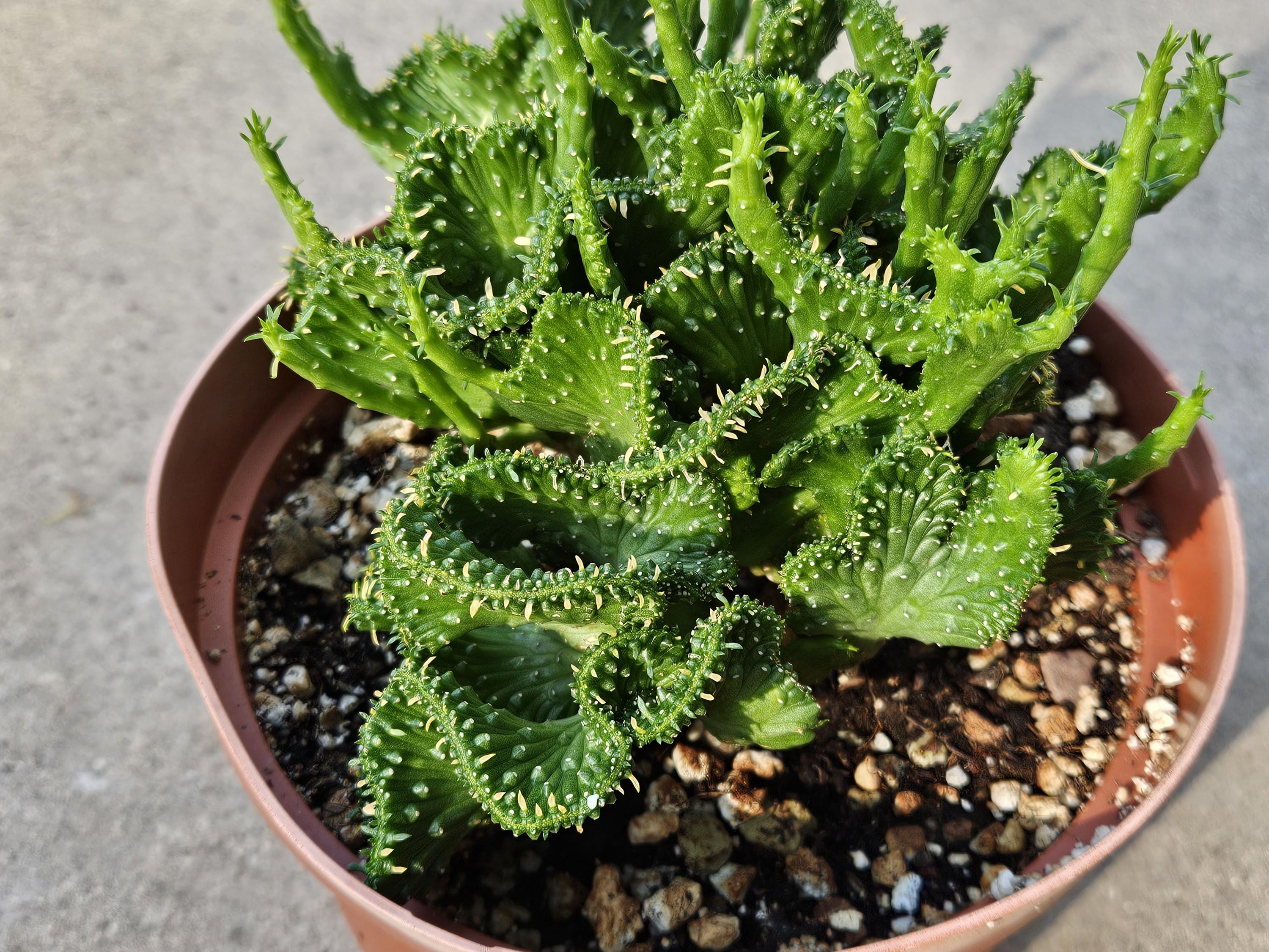 6" Crested Medusa's Head - Euphorbia Flanaganii