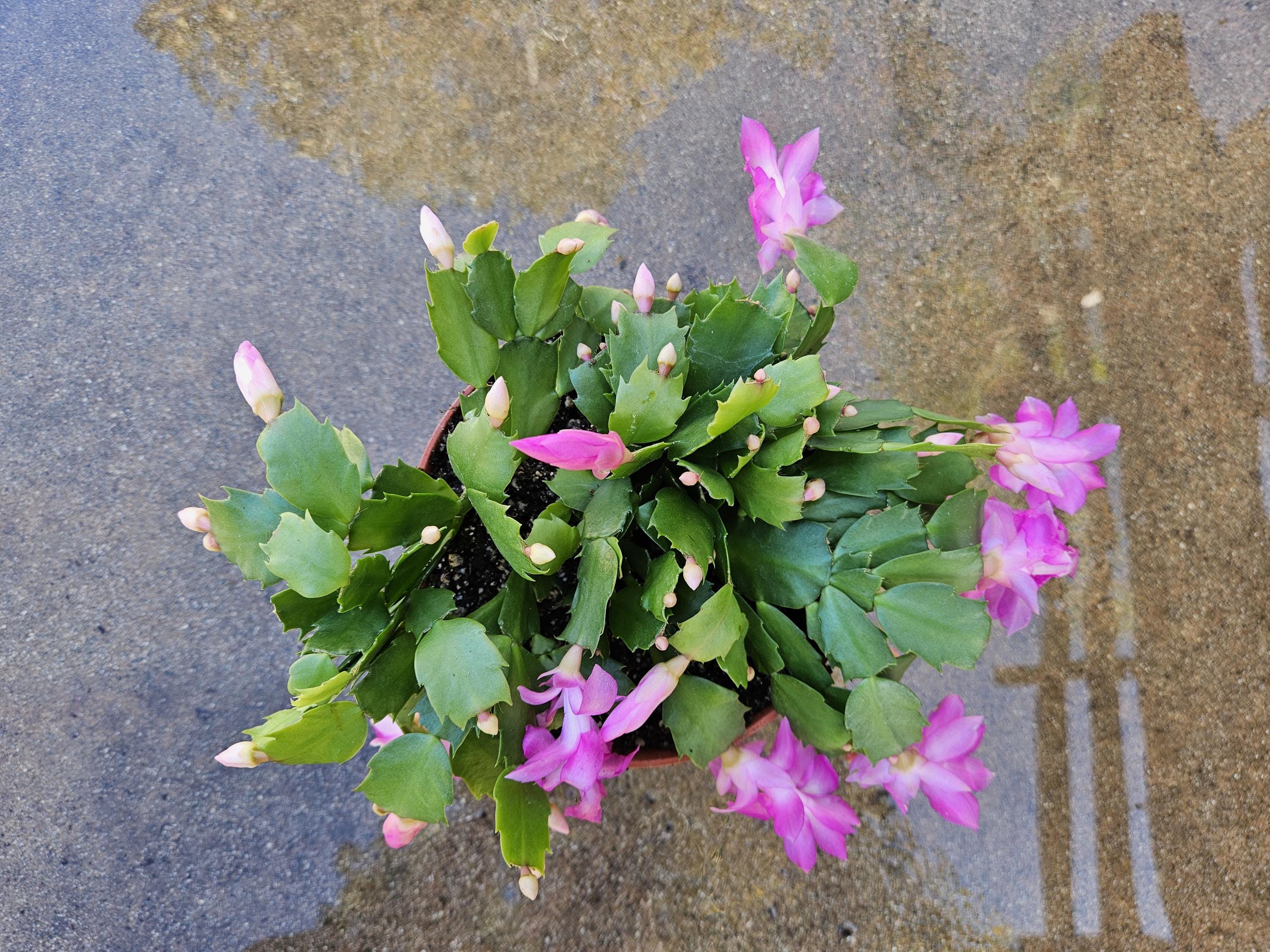 6" Christmas Cactus - Pink Flowers - Zygocactus - Schlumbergera - Holiday Cactus - Blooming