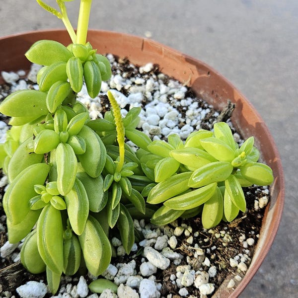 6" Peperomia dolabriformis - Prayer Pepper