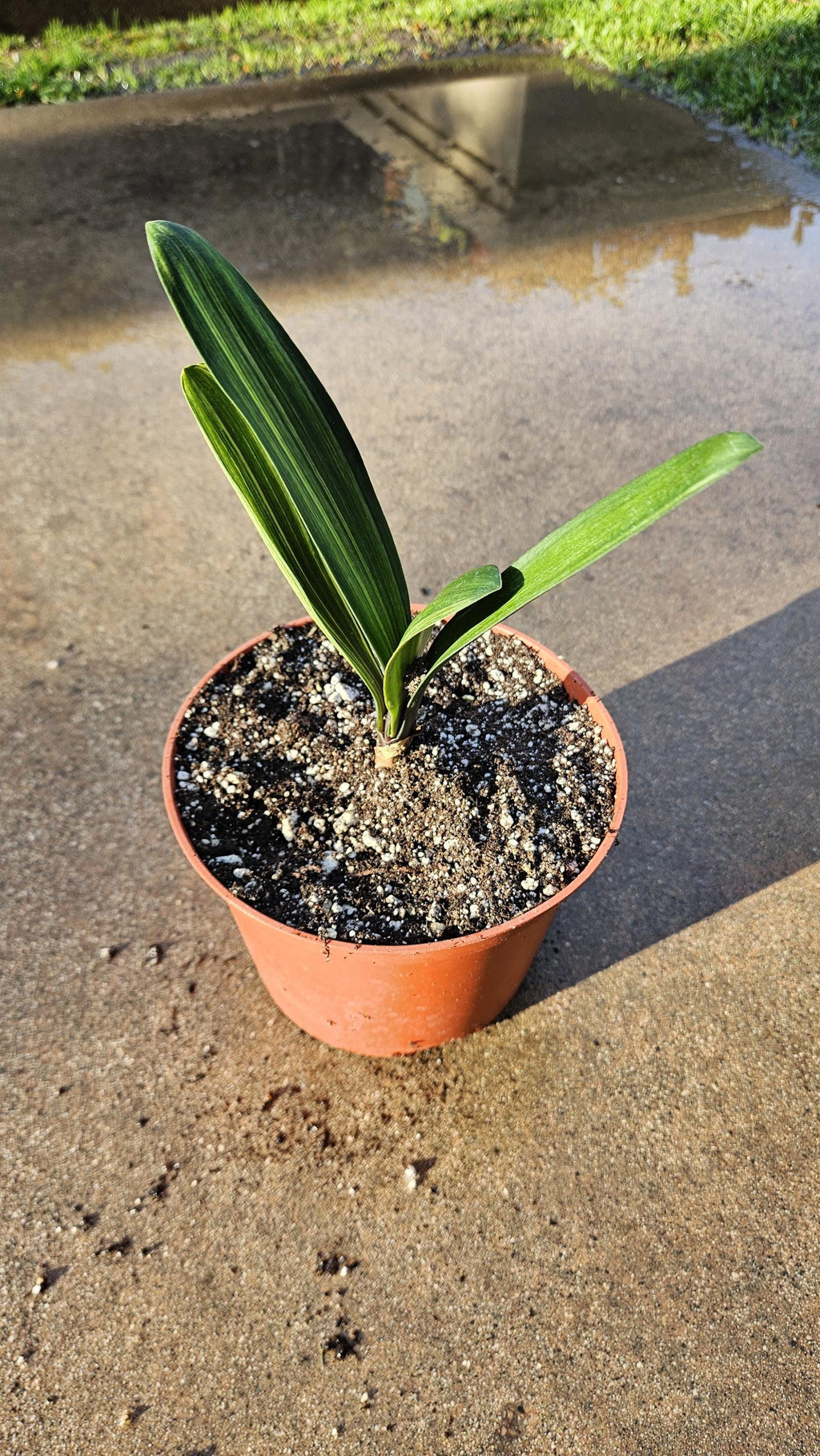6" Clivia miniata - Variegated - Bush Lily - Orange Flowers