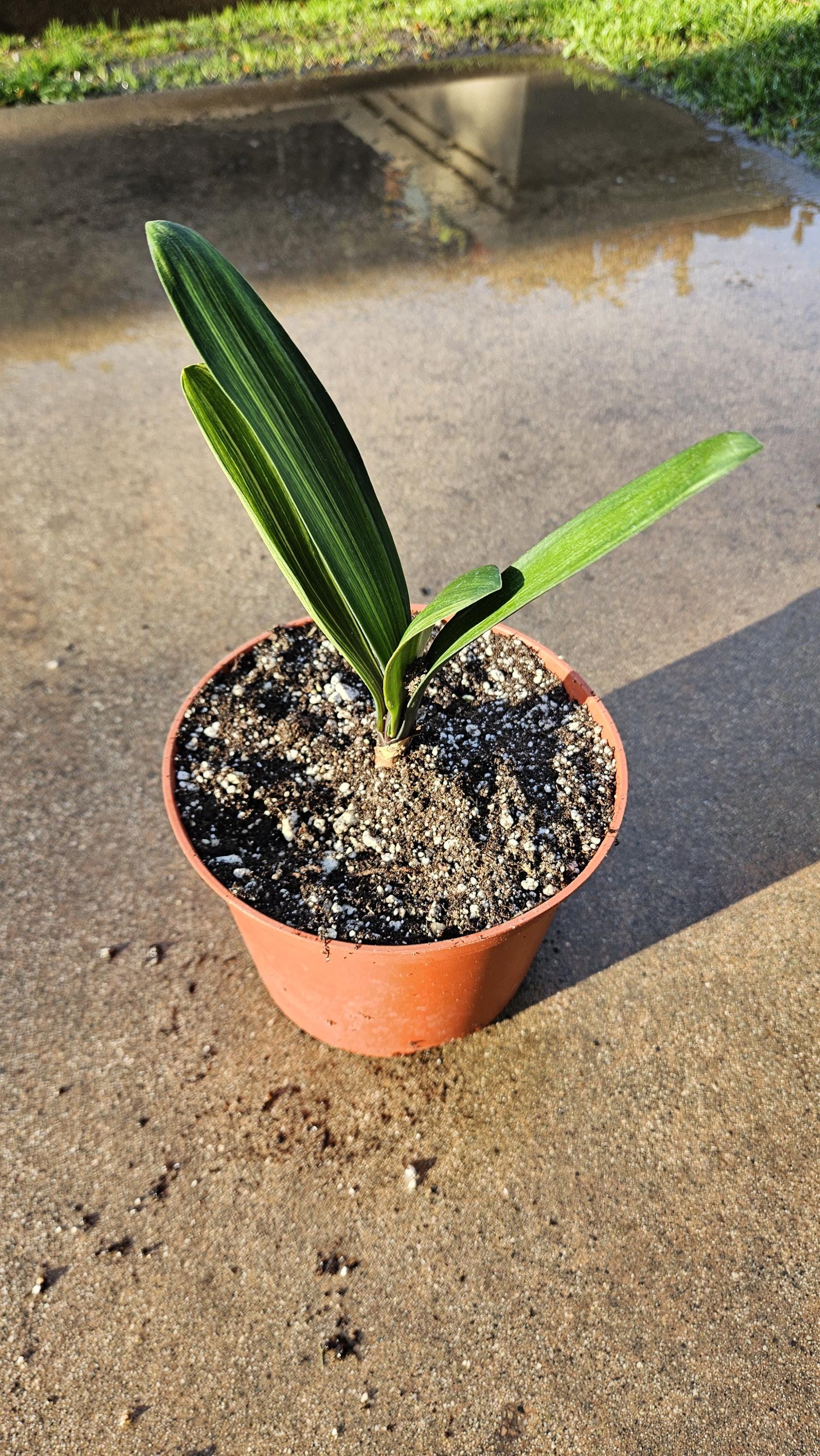 6" Clivia miniata - Variegated - Bush Lily - Orange Flowers