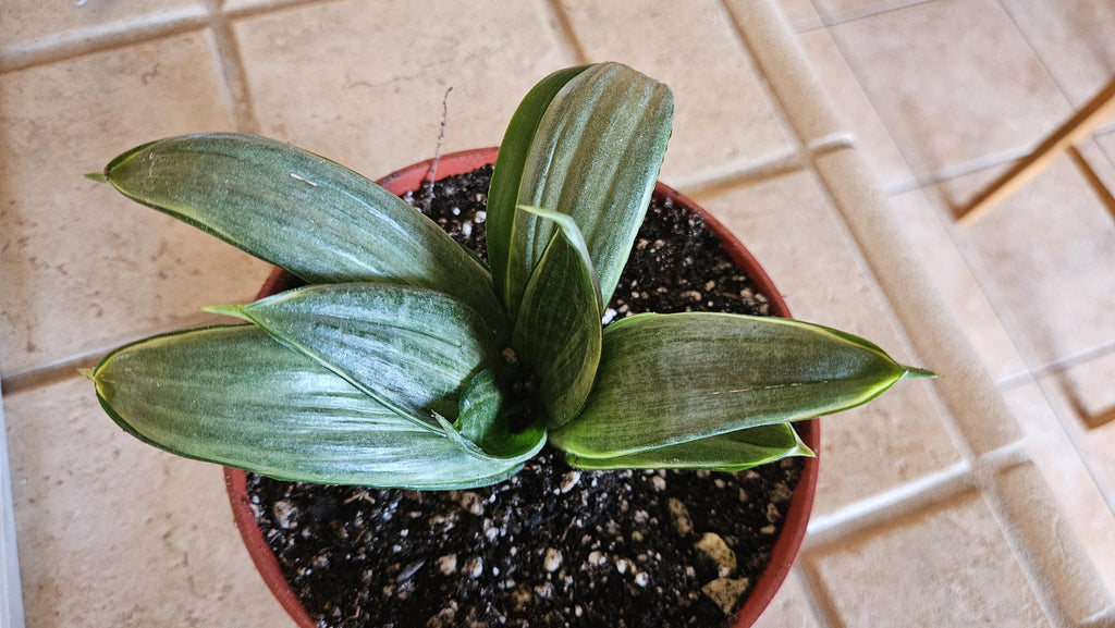 6" Sansevieria trifasciata 'Silver Hahnii' - Bird's Nest Snake Plant Bare Root