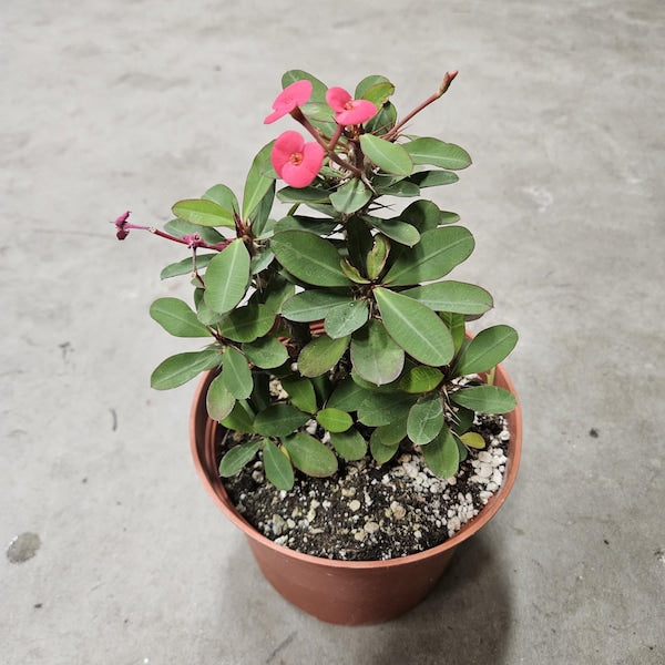 6" Crown of Thorns - Red Flowers