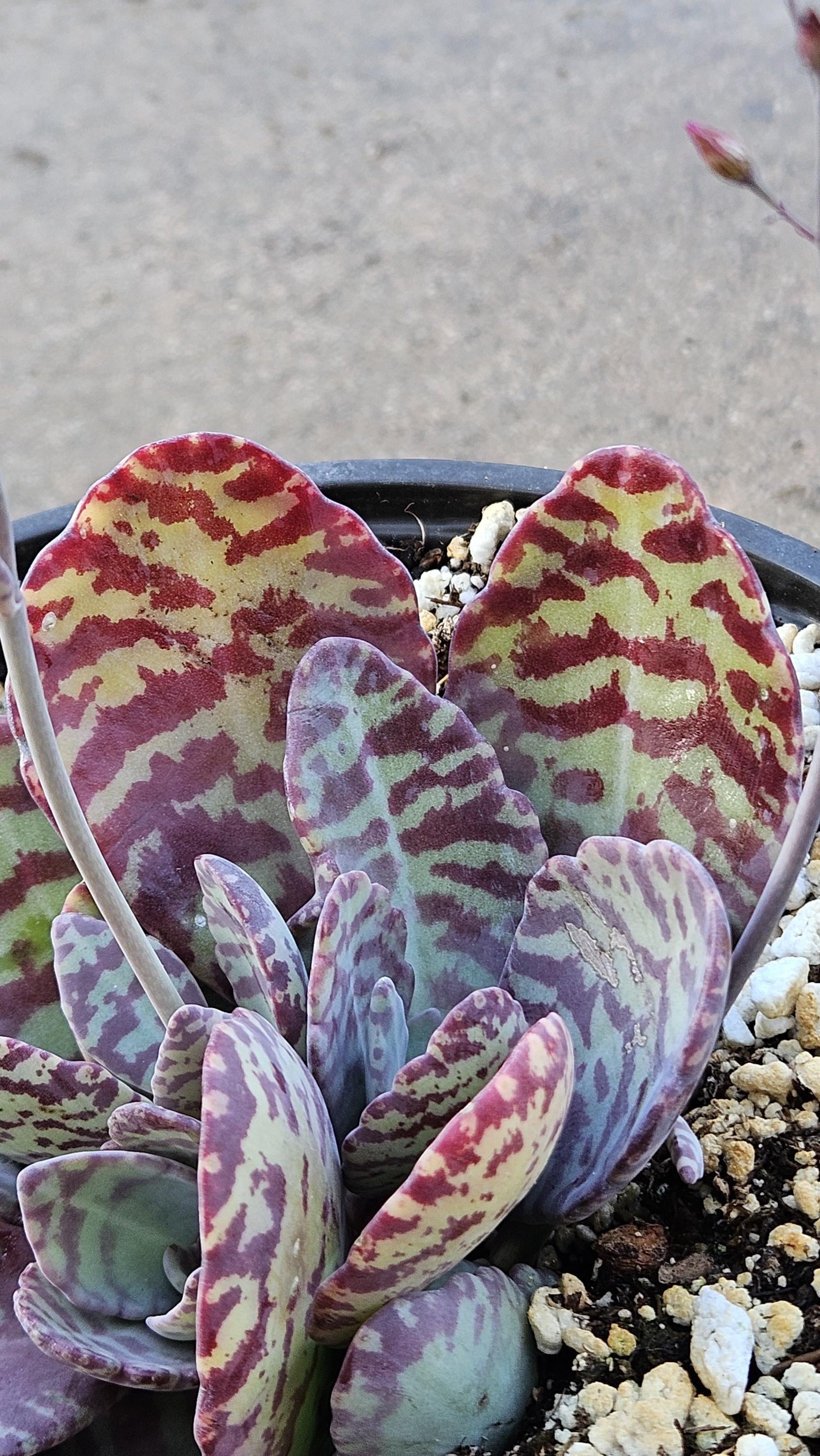 6" Desert Surprise - Kalanchoe humilis - Rare Succulent - Red Variegated
