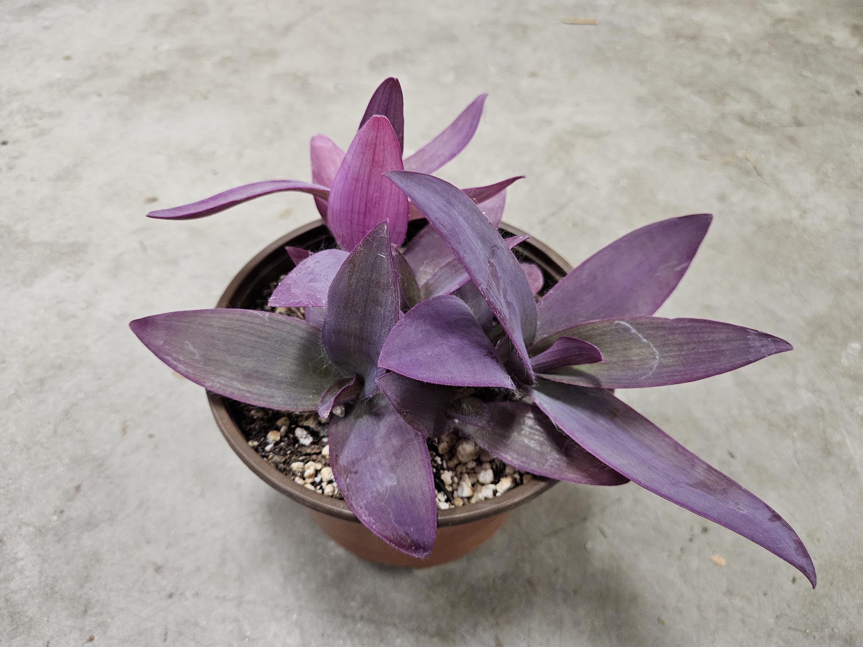 6" Purple Queen - Tradescantia Pallida