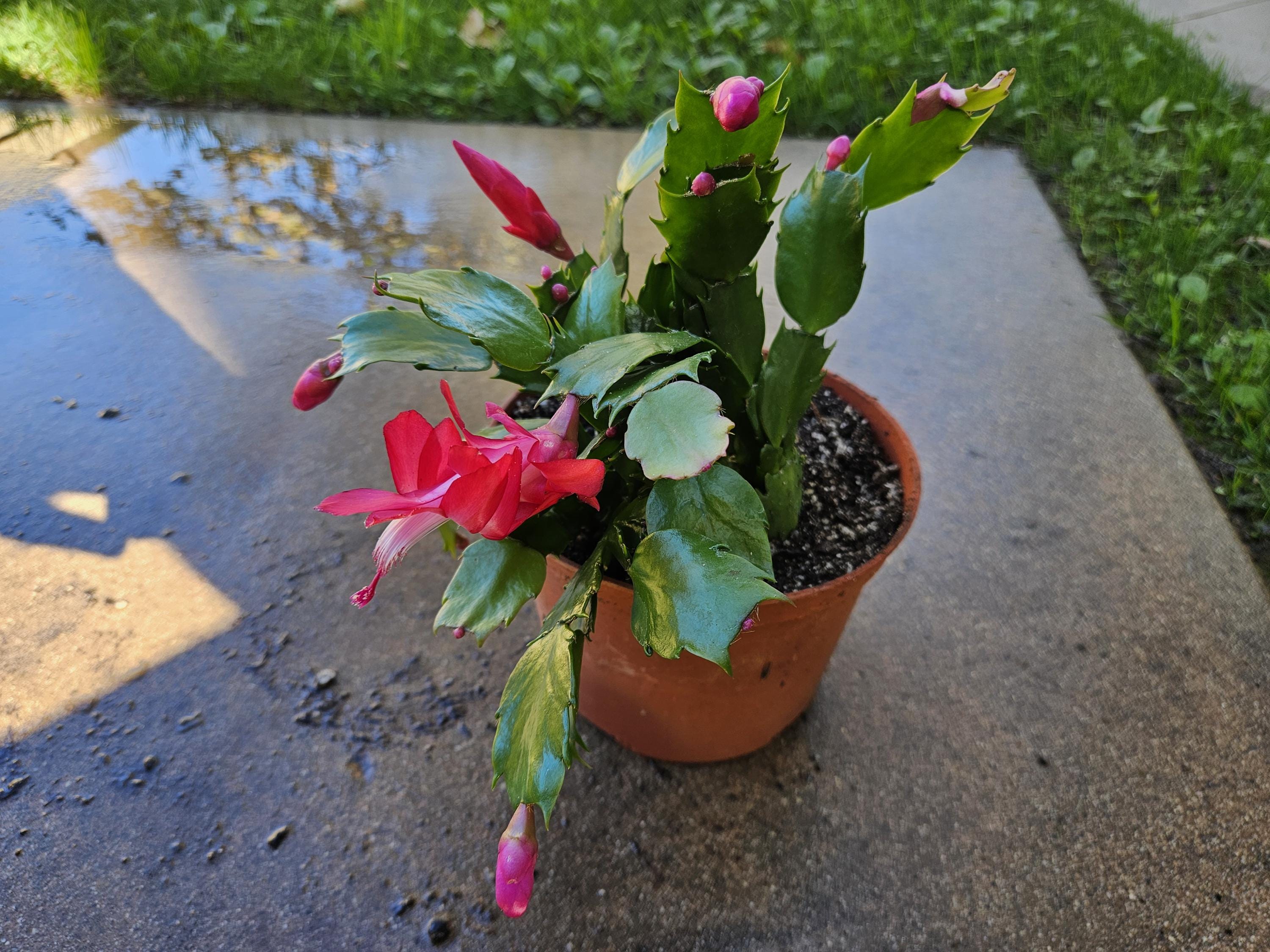 6" Christmas Cactus - Red Flowers - Zygocactus - Schlumbergera - Holiday Cactus - Blooming