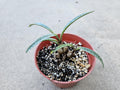 4" Silver Squill (Dwarf Size) - Ledebouria socialis 'Miner'