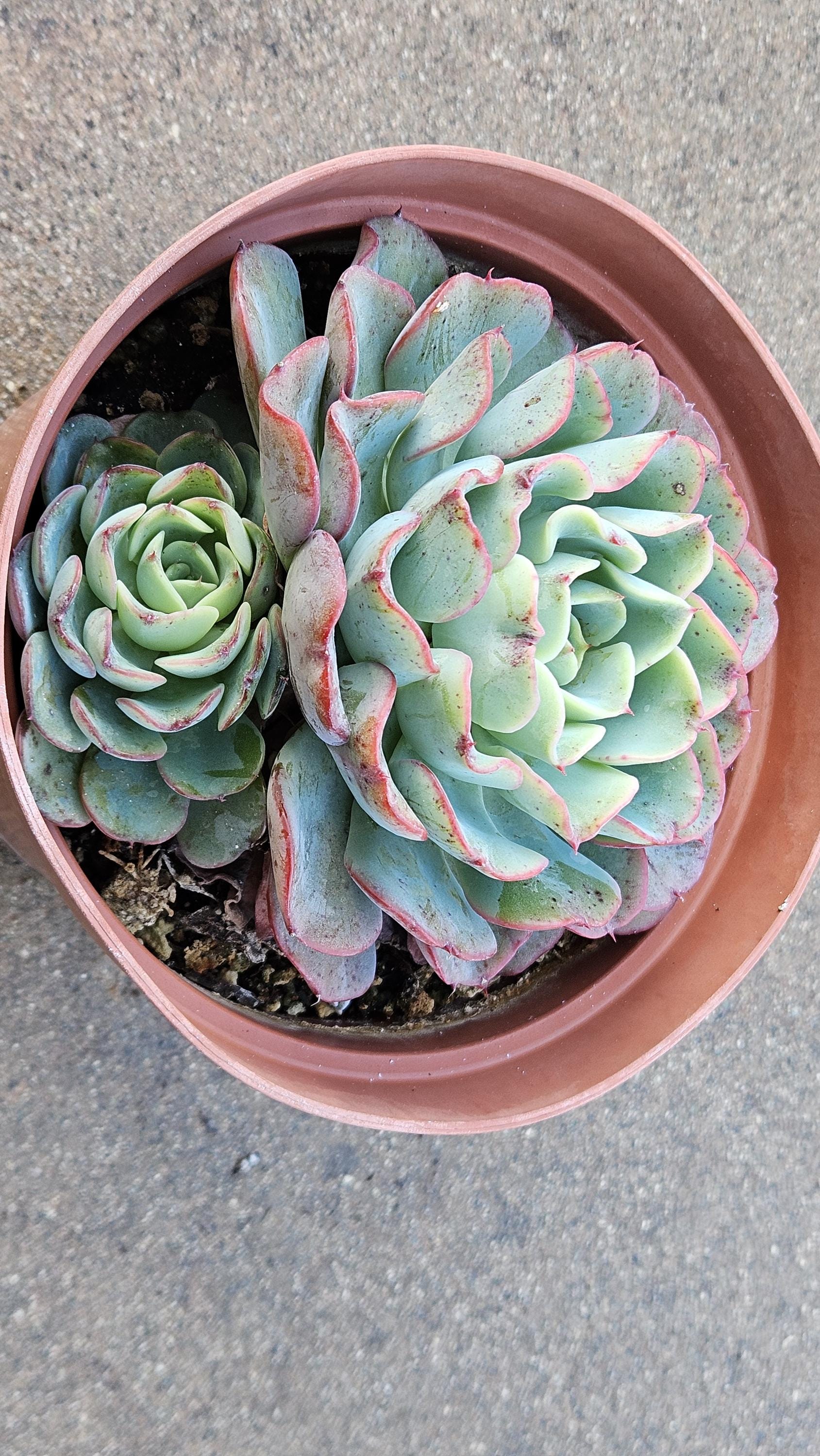 6" Echeveria Panamera - Red Edged - Rosette Succulent