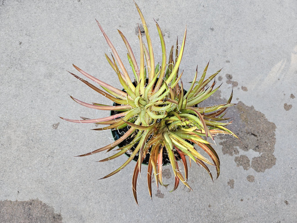 6" Small Flower Agave