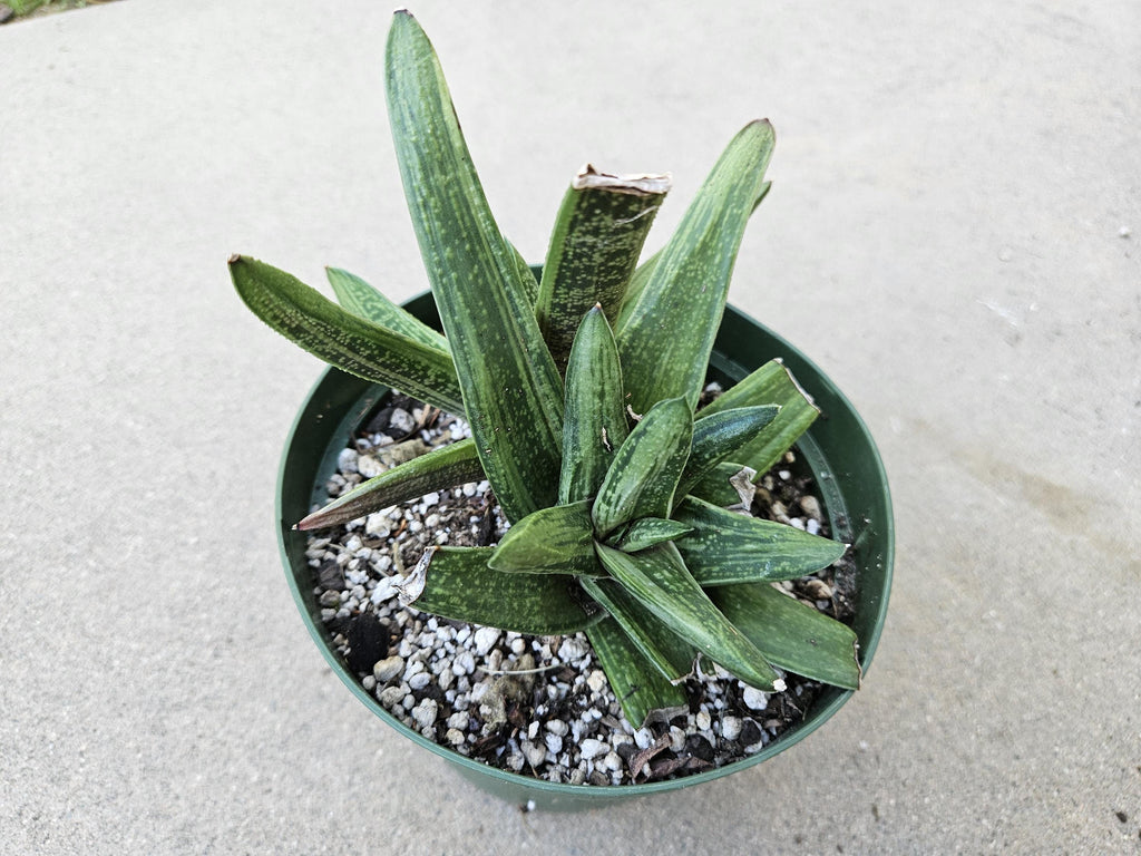 6" Gasteria 'Little Warty' - Low Light