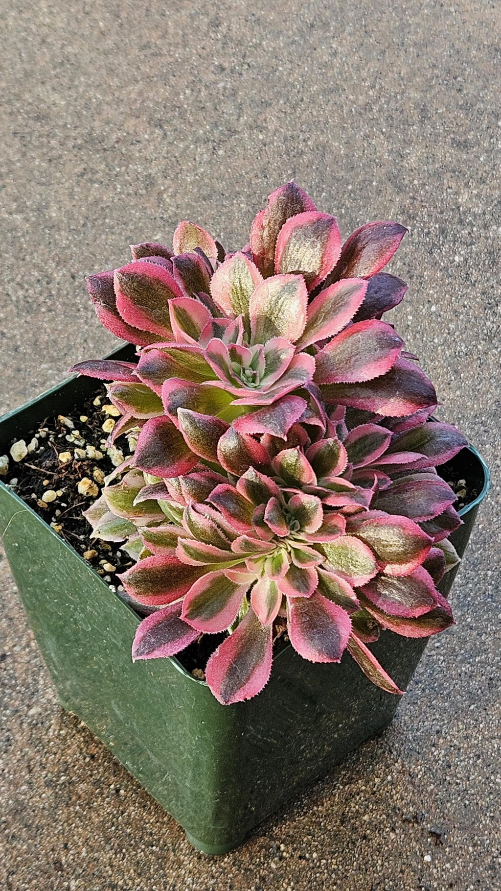 Rare Crested Pink Witch Aeonium - 4" Fasciated Succulent Plant