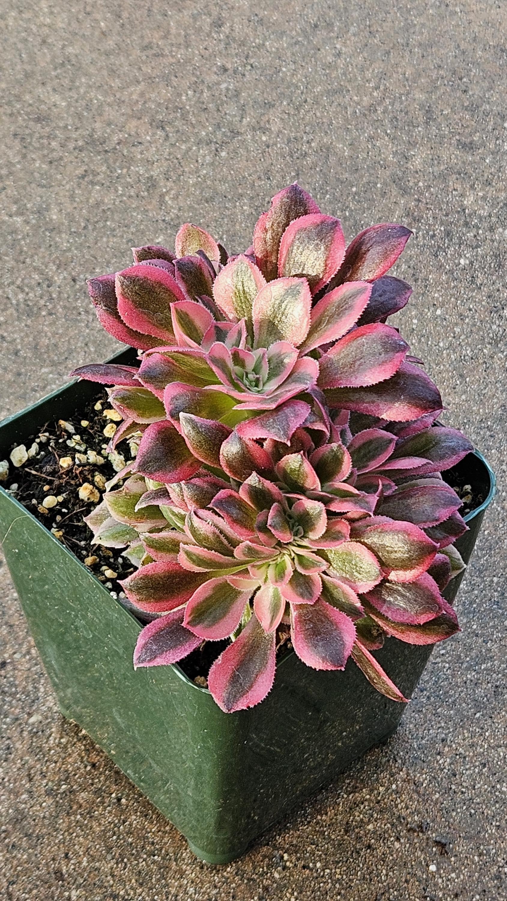 Rare Crested Pink Witch Aeonium - 4" Fasciated Succulent Plant