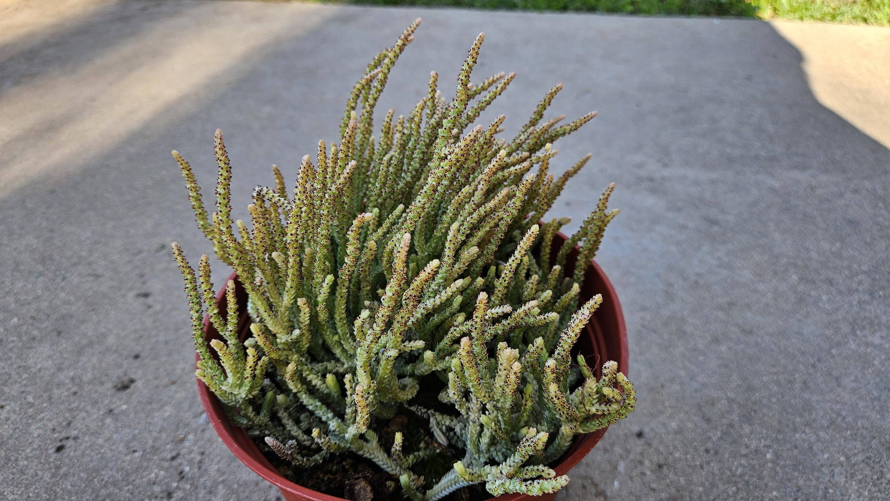 6" Variegated 'Watch Chain' Succulent