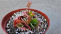 6" Kalanchoe Blossfeldiana - Flaming Katy