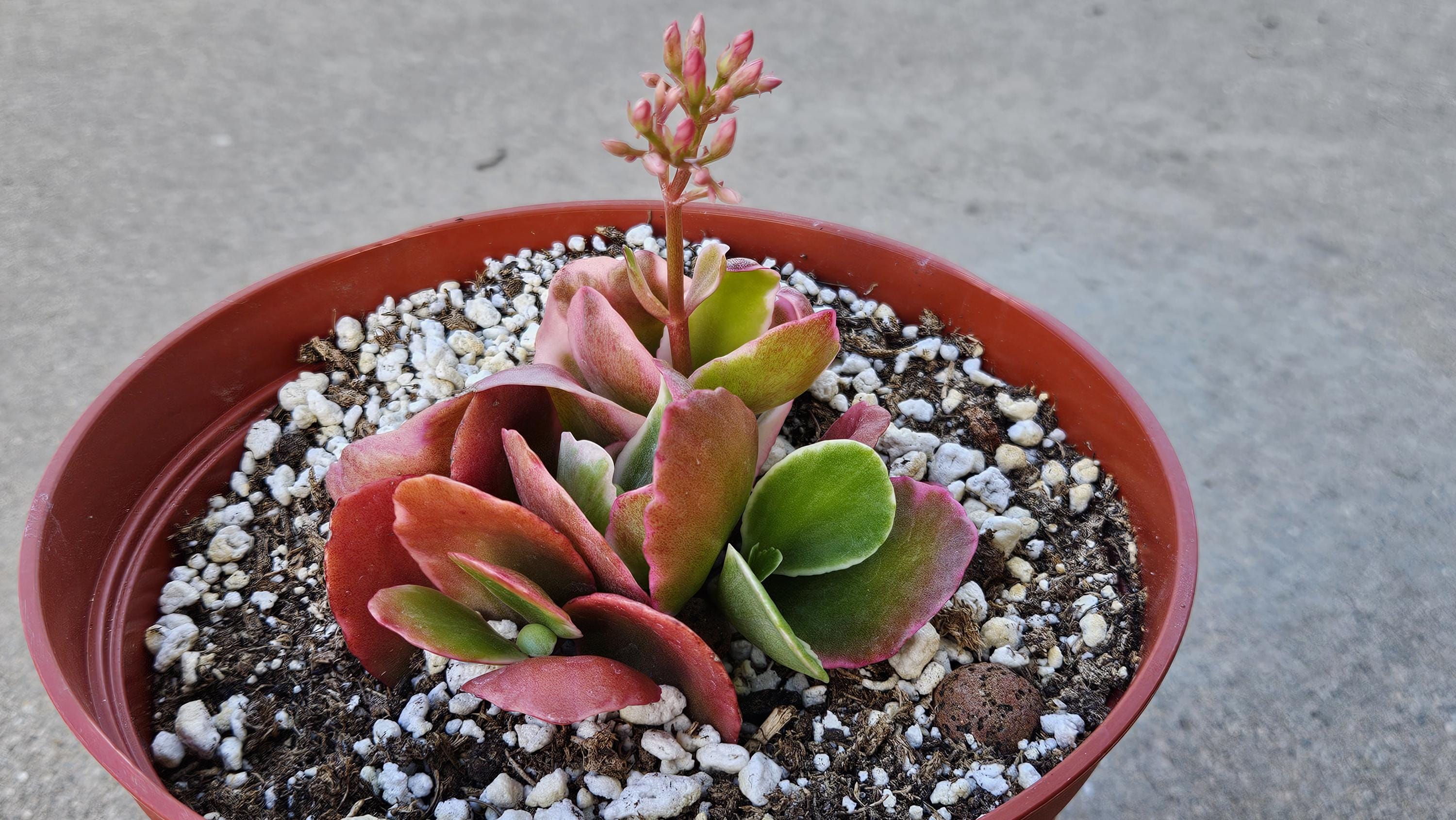 6" Kalanchoe Blossfeldiana - Flaming Katy