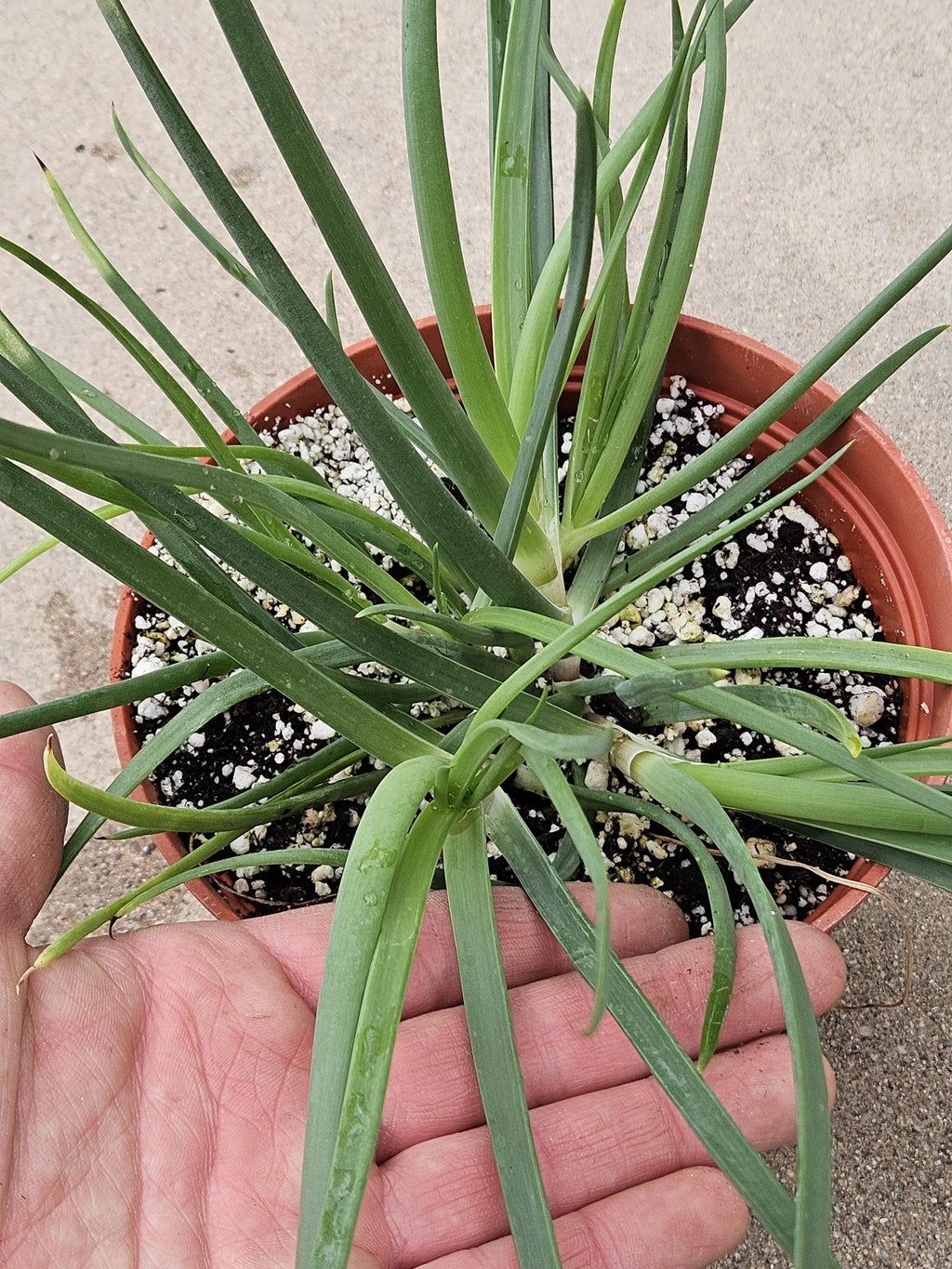 6" Bulbine Frutescens - Grassy Aloe - Rare