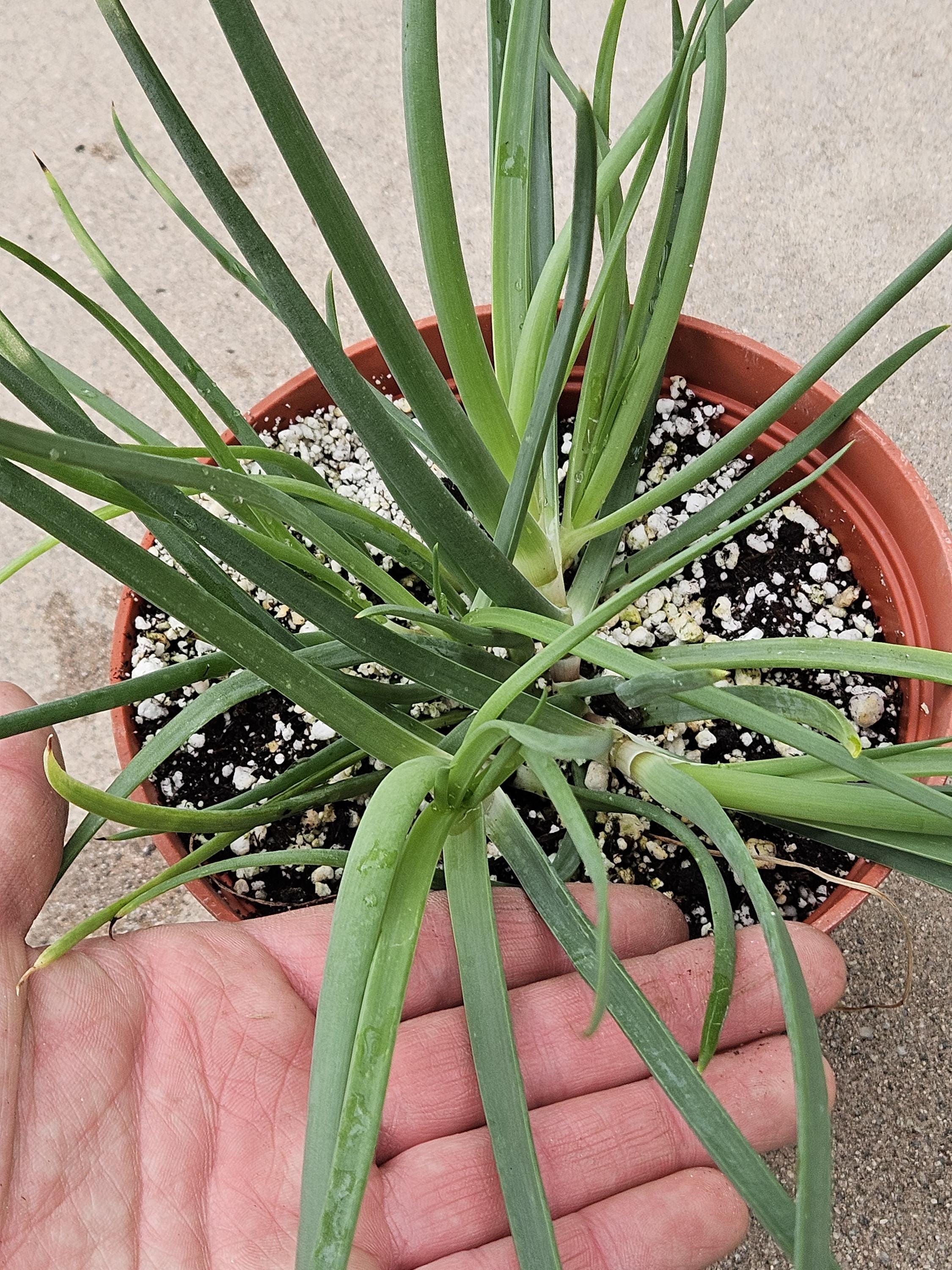 6" Bulbine Frutescens - Grassy Aloe - Rare
