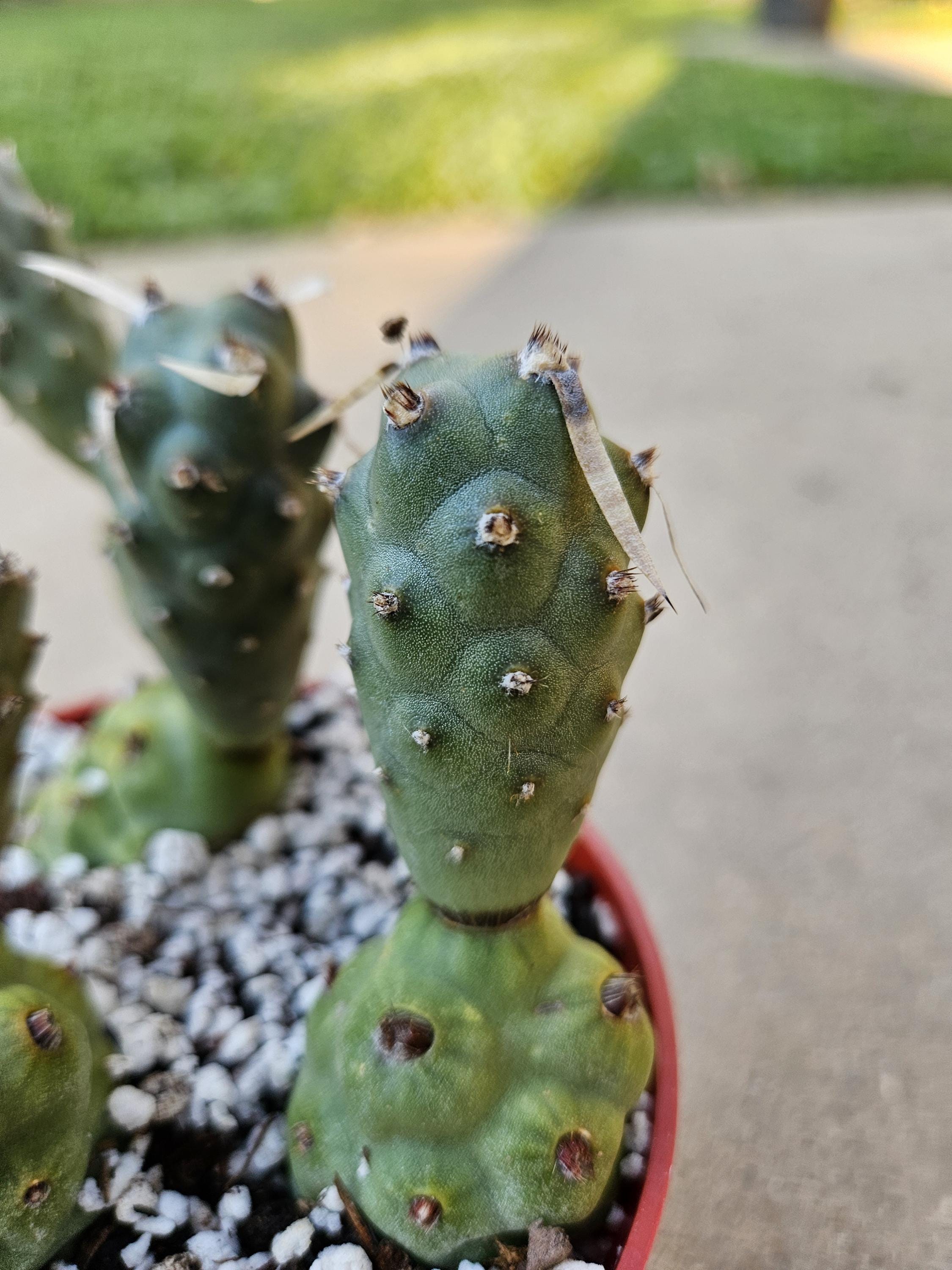 4" Tephrocactus (Paper Spine Cactus)