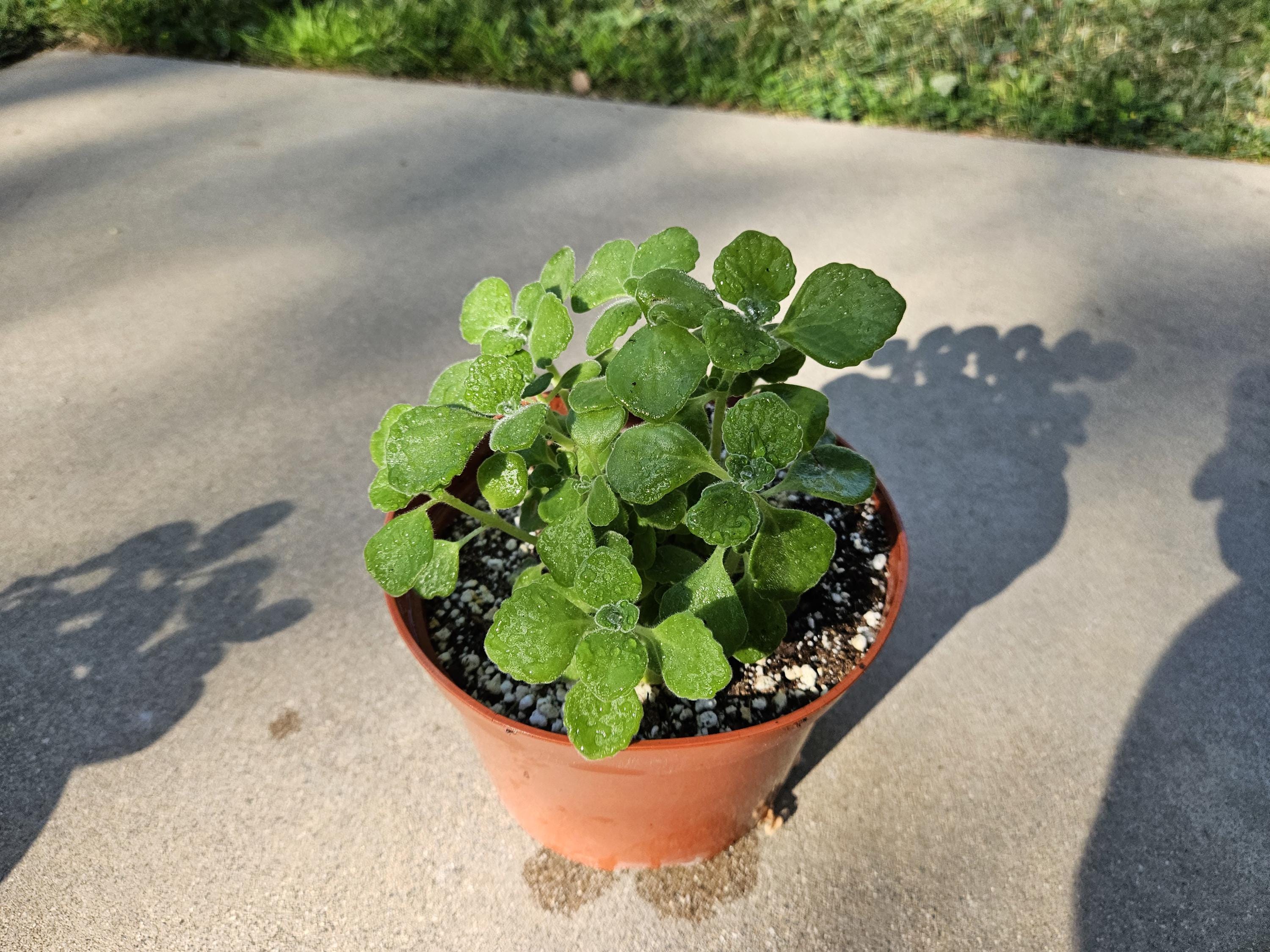 6" Vicks Plant - Very Calming Fragrant Succulent - Plectranthus Tomentosa