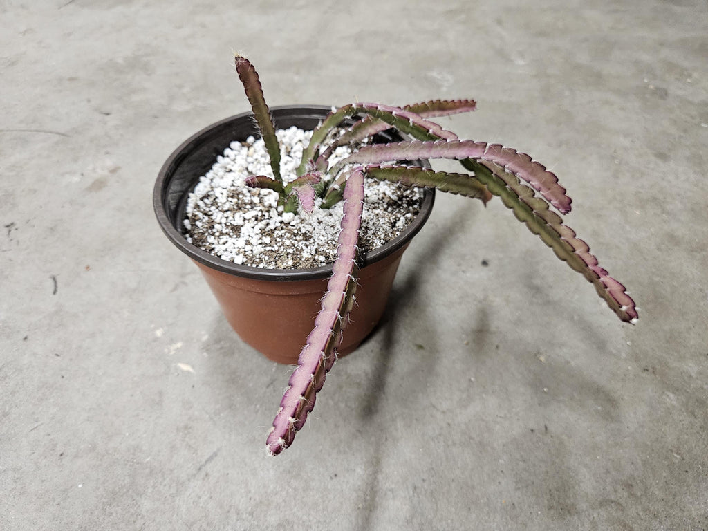 6" Lepismium Cruciforme - Hurricane Cactus