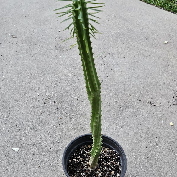 6" African Palm Tree - Euphorbia Loricata ~1.5 ft tall