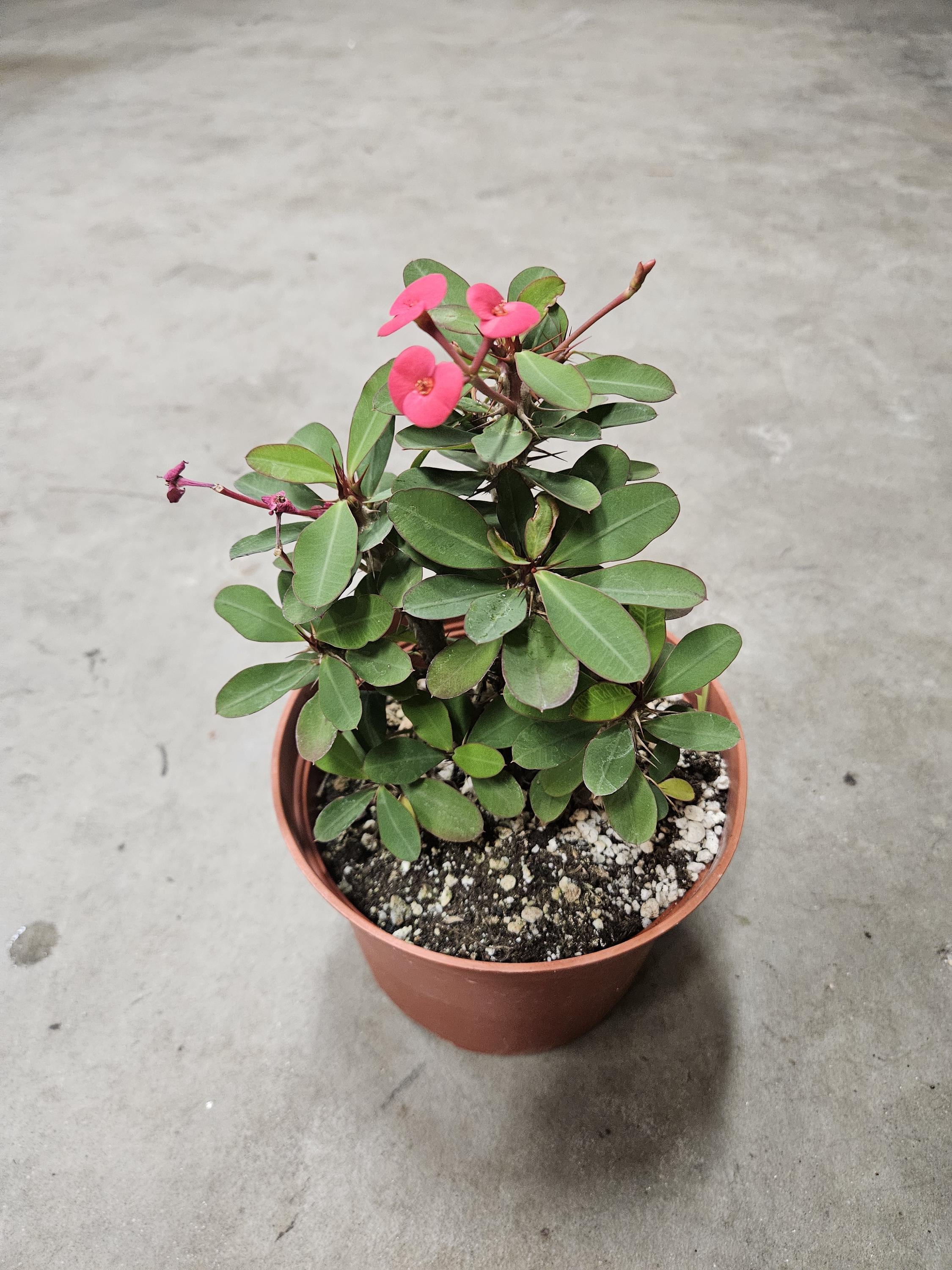 6" Crown of Thorns - Red Flowers