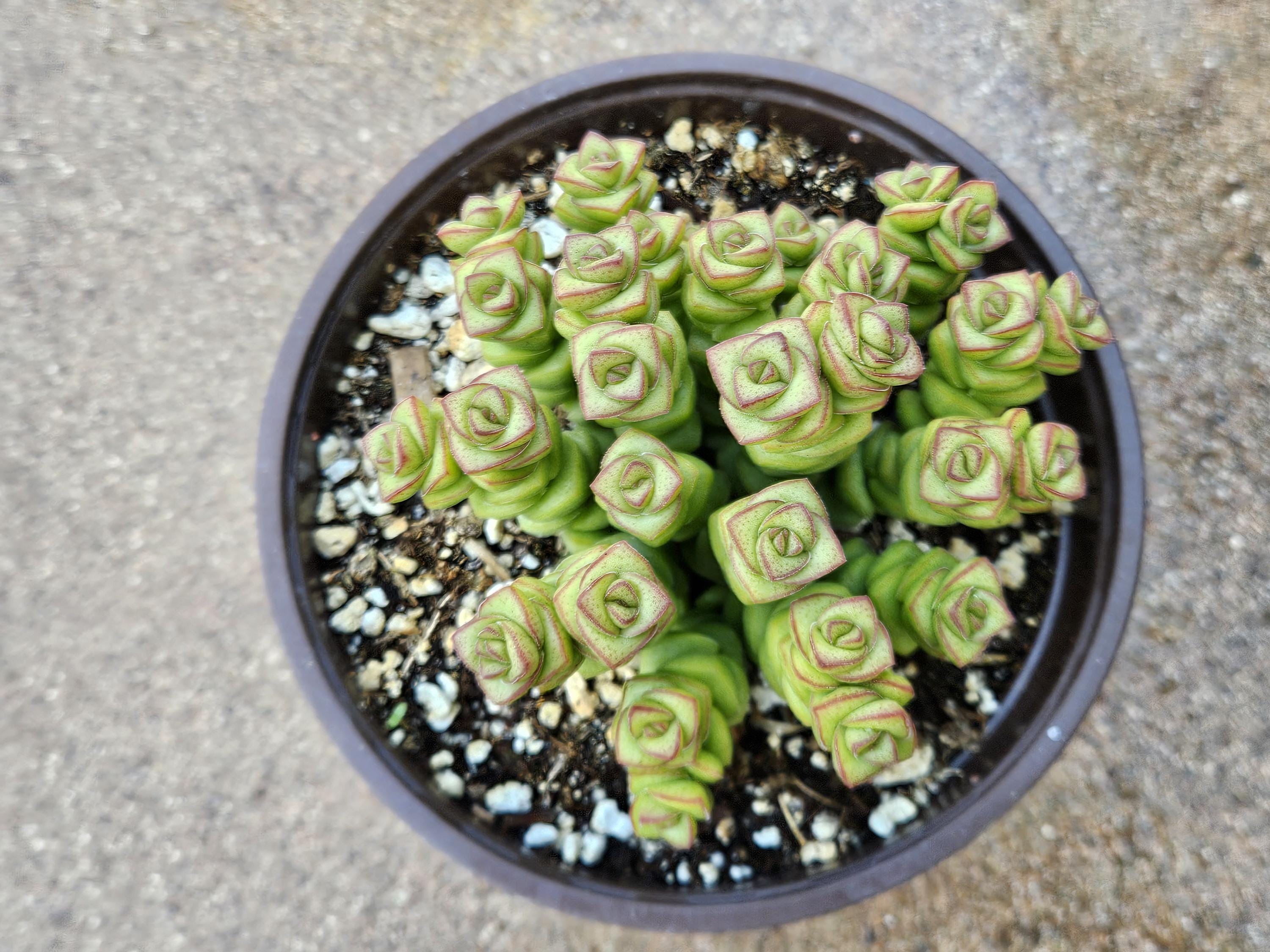 6" Crassula Marnieriana - Baby's Necklace