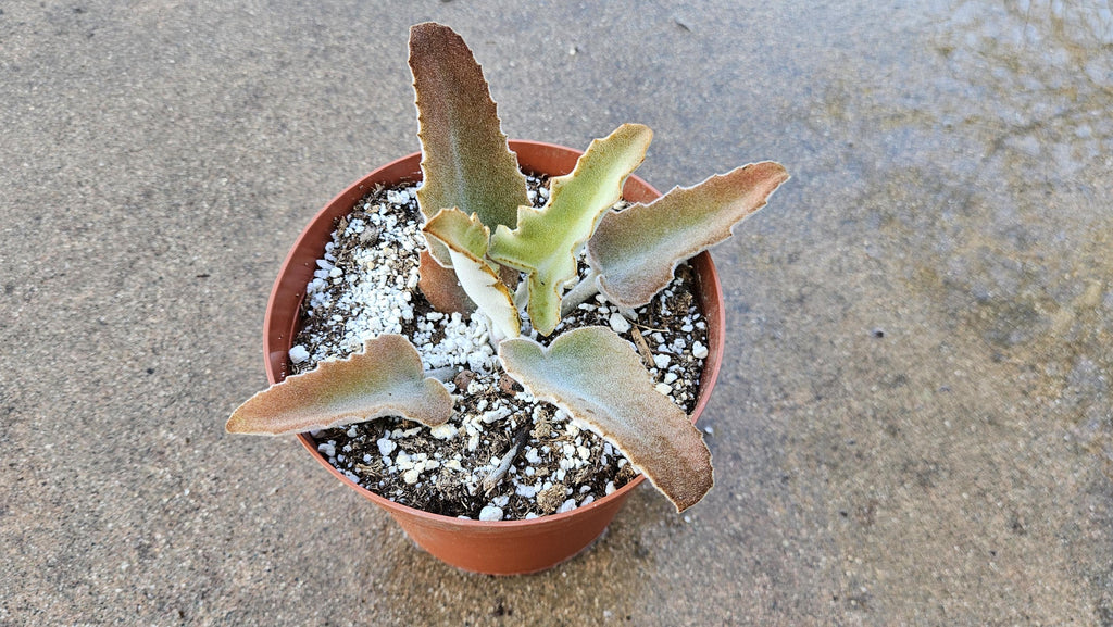 6" Kalanchoe Beharensis - Soft Fuzzy Succulent