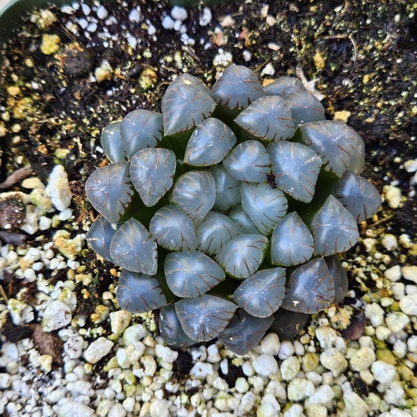 4" Haworthia Cooperi var. Obtusa - Rare Succulents