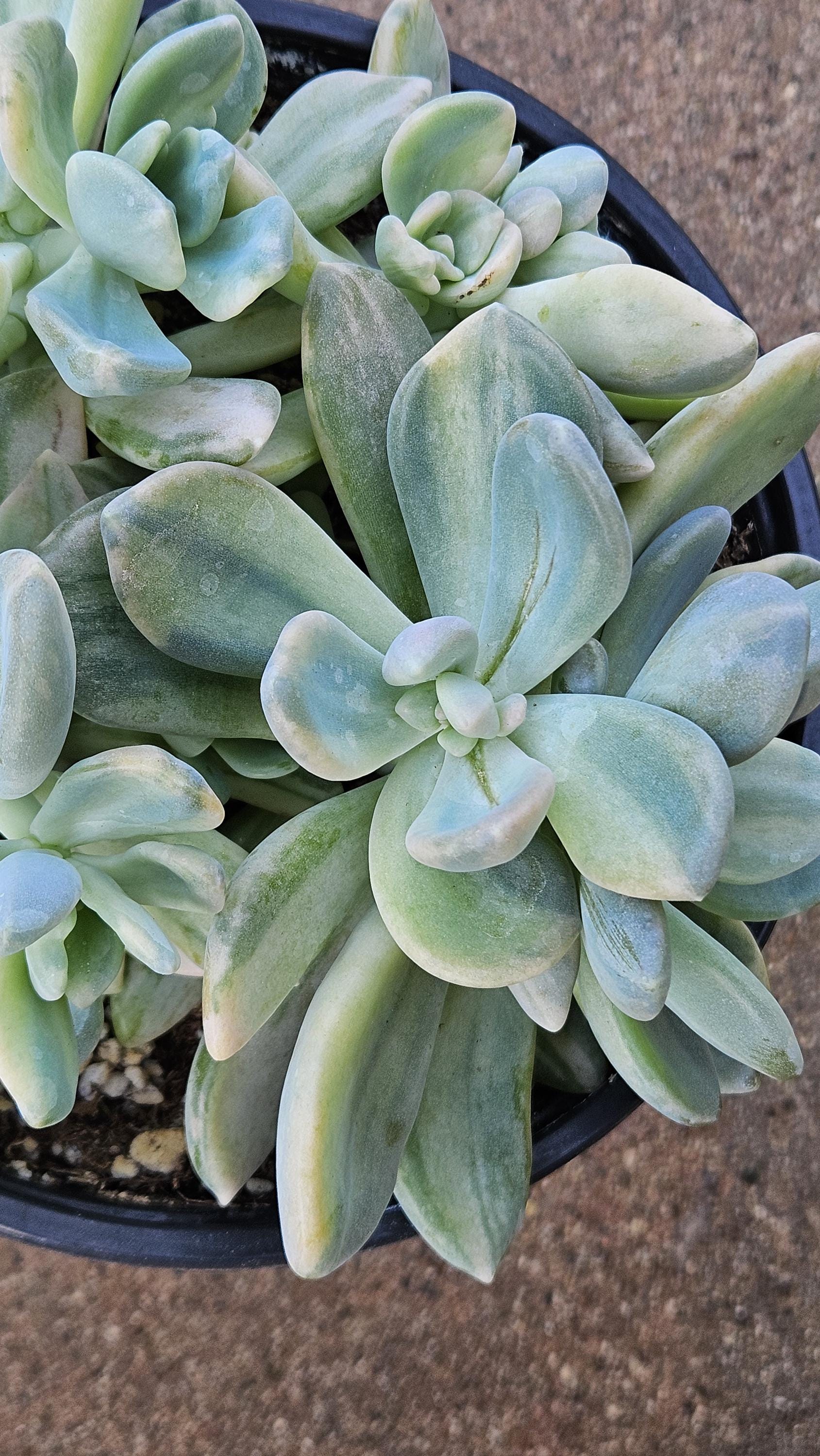 6" Pachyveria Pachytoides Variegated