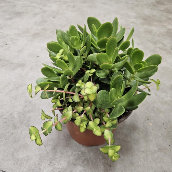6" Crassula Money Maker with Calico Kitten