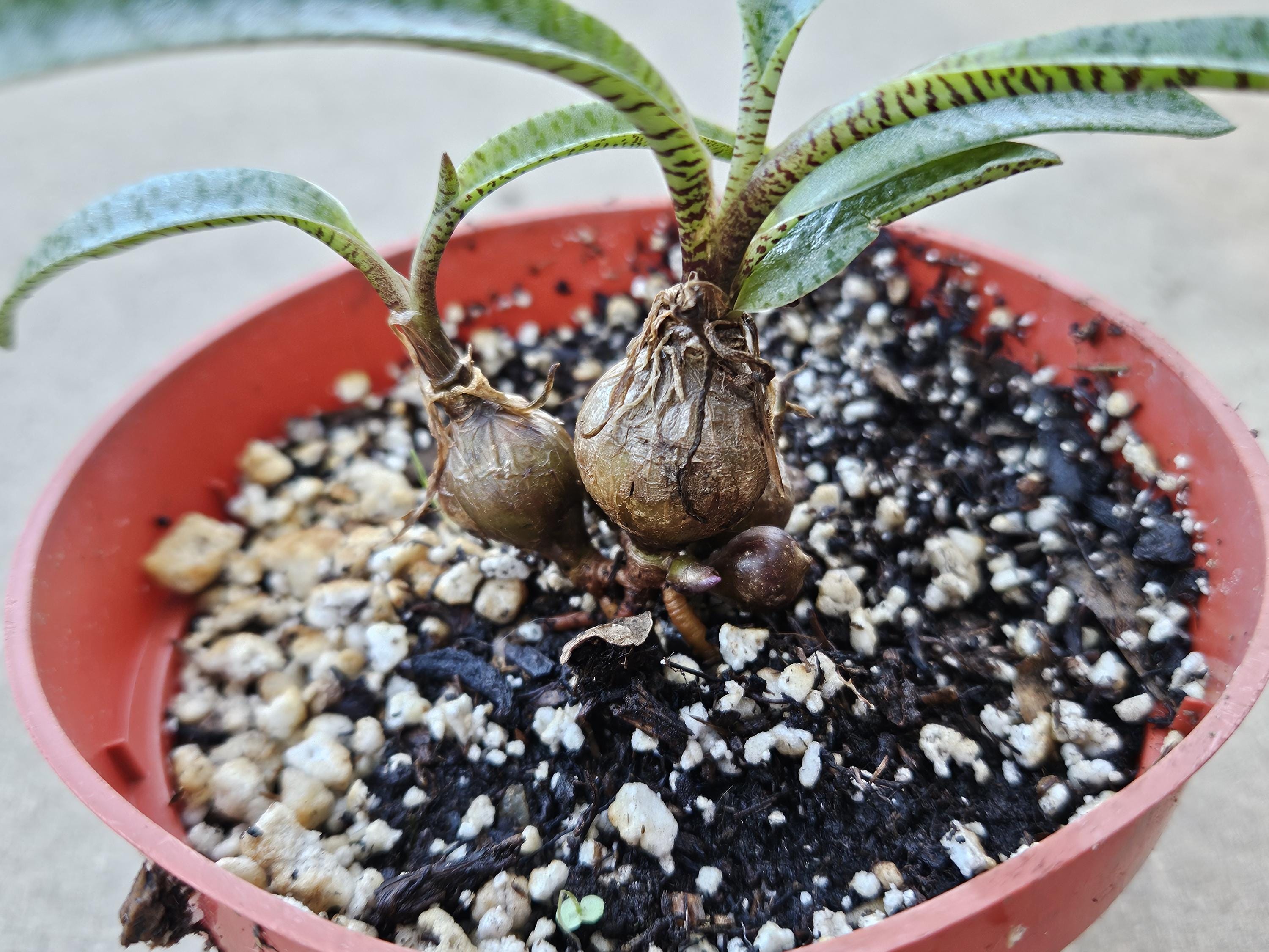 4" Silver Squill (Dwarf Size) - Ledebouria socialis 'Miner'