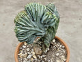5" Crested Blue Myrtillocactus - Rare Cactus