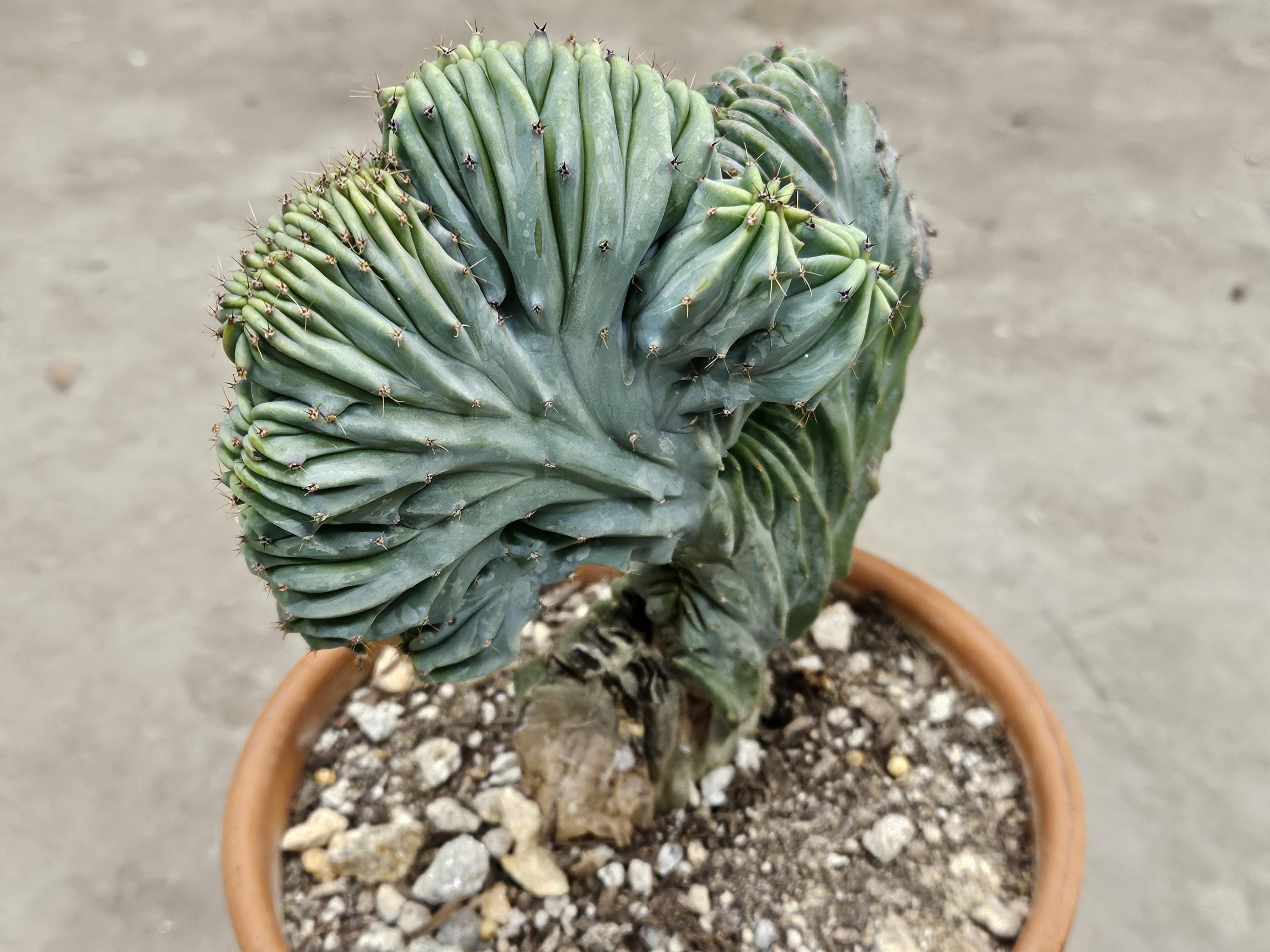 5" Crested Blue Myrtillocactus - Rare Cactus