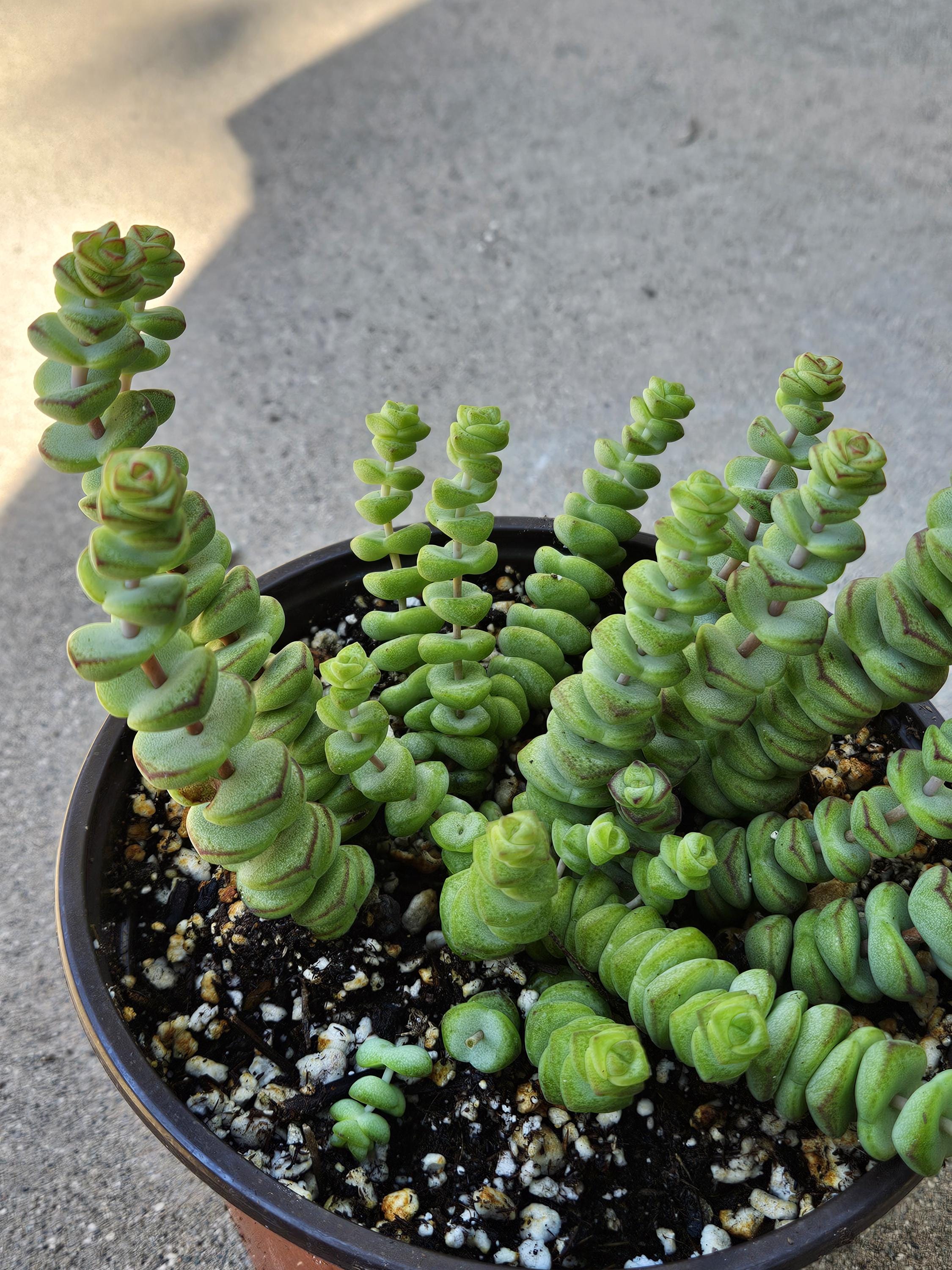 6" Crassula - Baby's Necklace