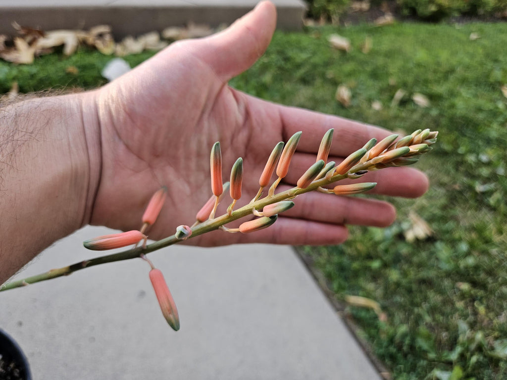 Aloe grown in 8" pot - Ships Bare Root