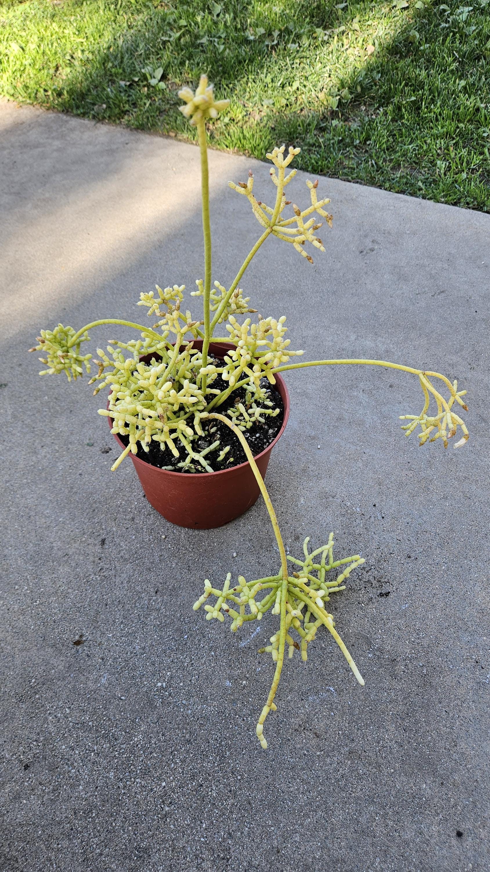 6" Rhipsalis cereuscula - Coral Cactus