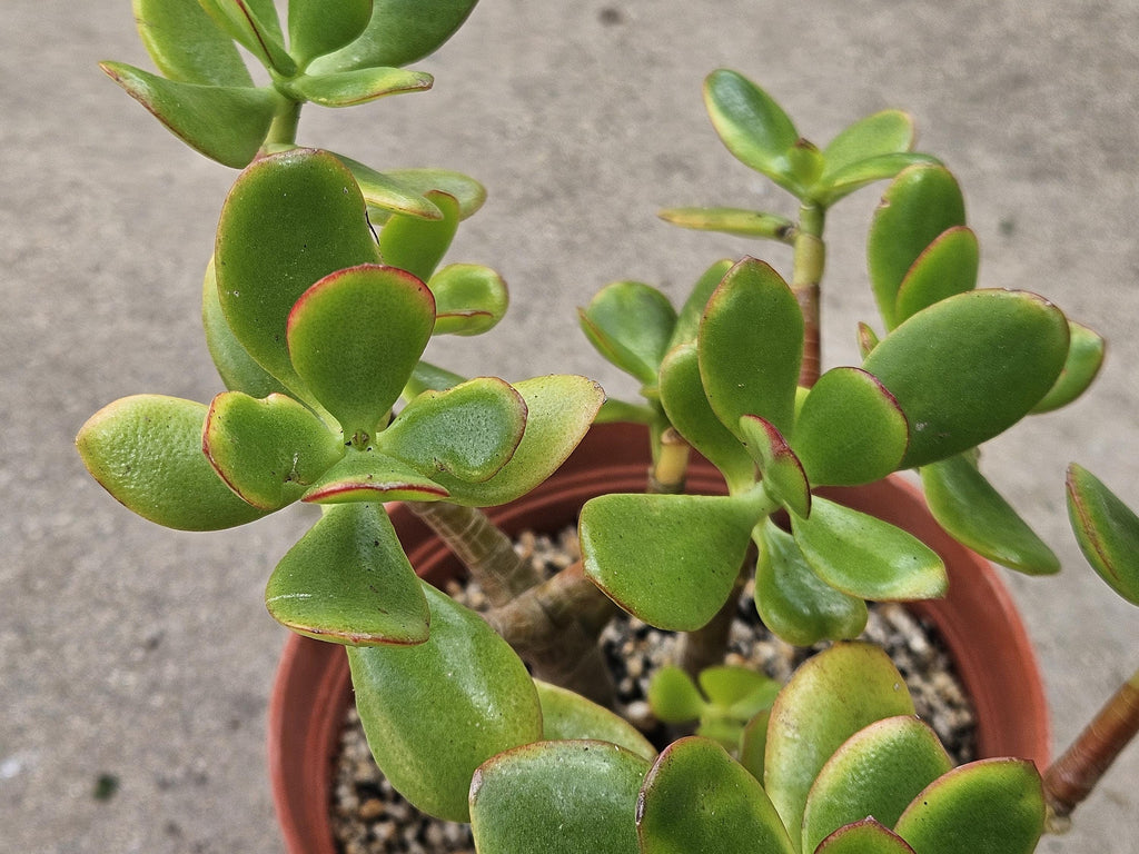 6" Jade Plant - Crassula Ovata