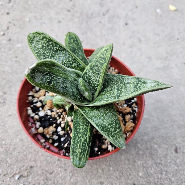 6" Gasteria - Blooming Succulent