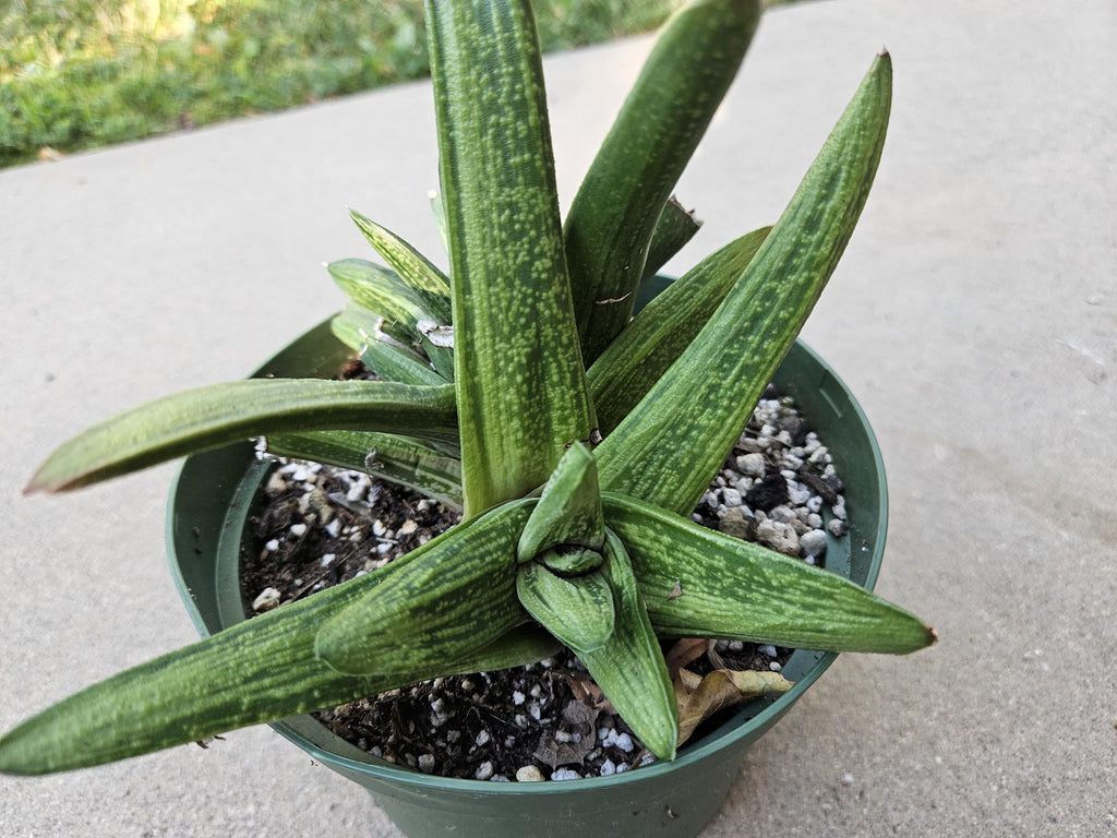 6" Gasteria 'Little Warty' - Low Light