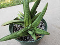 6" Gasteria 'Little Warty' - Low Light