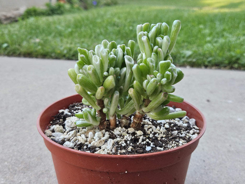 6" Variegated Gollum Jade Plant - RARE Crassula Ovata
