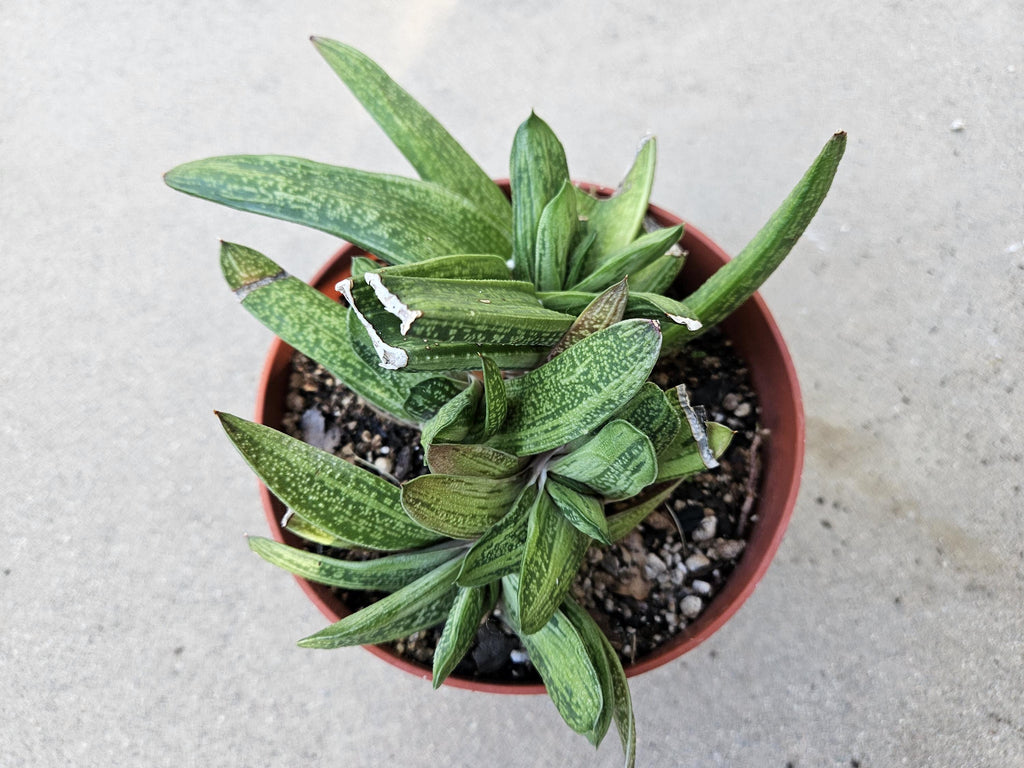 6" Gasteria 'Little Warty' - Low Light